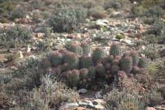 (c) Justin Ponder, some rights reserved (CC BY) Euphorbia stellispina, photograph (c) Justin Ponder, some rights reserved (CC BY)