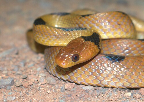 Karoo Tiger Snake