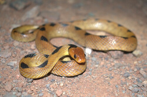 Karoo Tiger Snake