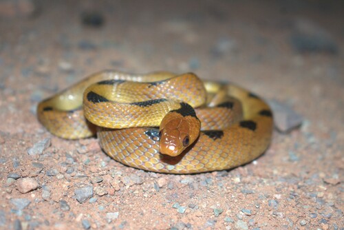 Karoo Tiger Snake