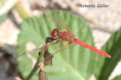 Sympetrum gilvum