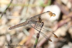 Erythrodiplax atroterminata