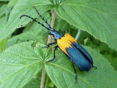 Desmocerus palliatus