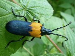 Desmocerus palliatus