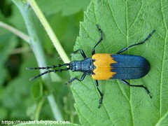 Desmocerus palliatus