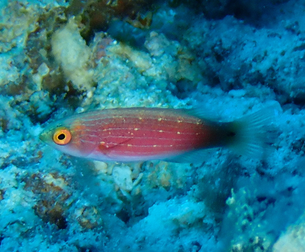Scott's Fairy-wrasse
