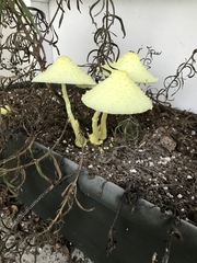 Leucocoprinus birnbaumii image