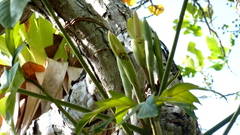 Philodendron pedatum