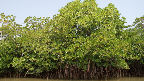 Image of Rhizophora mucronata by (c) Paulmathi Vinod, some rights reserved (CC BY)