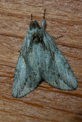 Commonia hesychima