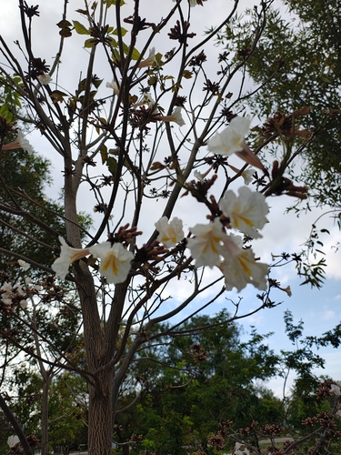 Tabebuia roseoalba