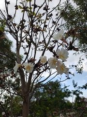 Tabebuia roseoalba