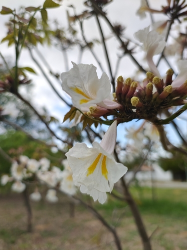 Image of Tabebuia roseoalba by (c) Renato Bandeira, some rights reserved (CC BY)