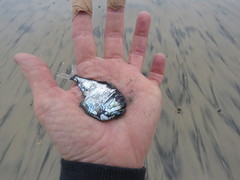 Argyropelecus sladeni