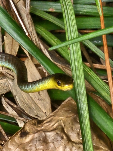 Common Tree Snake sighting