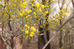Acacia buxifolia