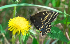 Papilio brevicauda