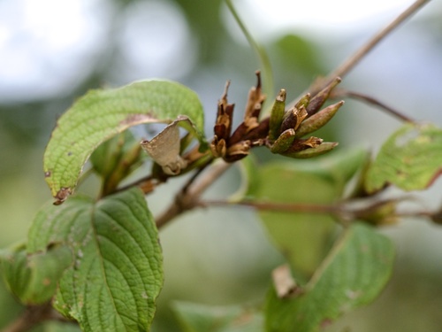 Image of Weigela hortensis by (c) りなべる, some rights reserved (CC BY)