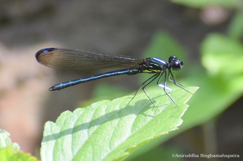 Aristocypha hilaryae