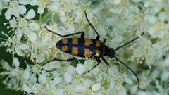 Leptura