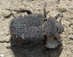 Cremastocheilus armatus