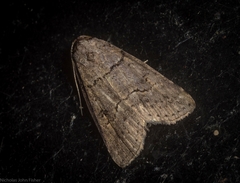 Calathusa hypotherma