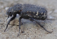 Cremastocheilus armatus