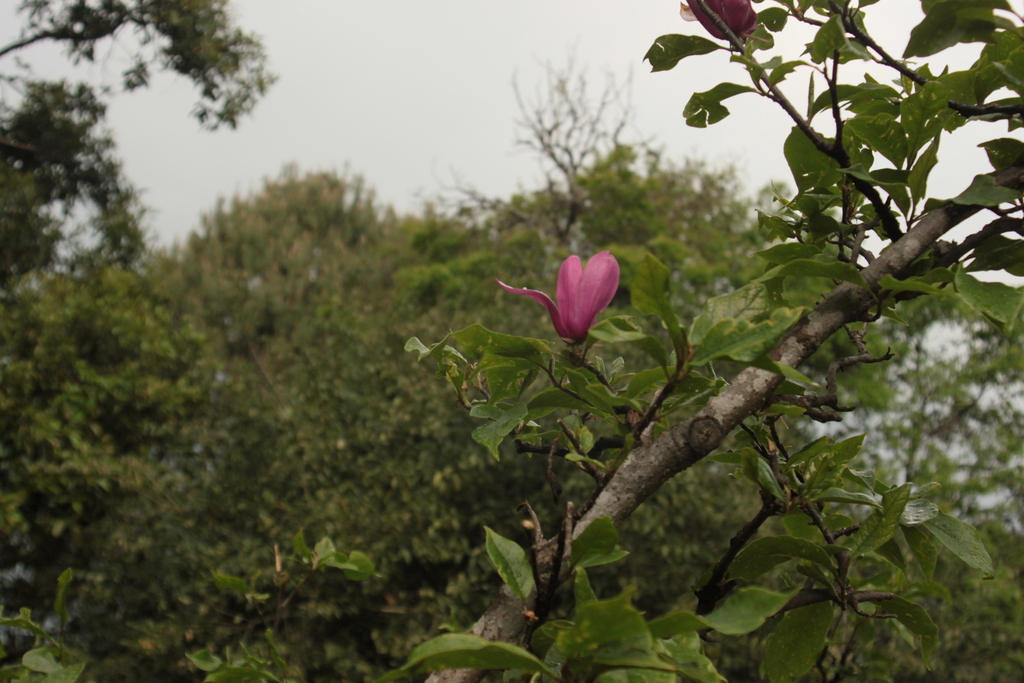 Magnolia liliiflora Nigra - council-listed tree