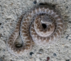 Hypsiglena ochrorhynchus klauberi