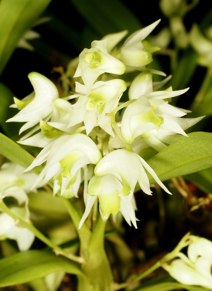 Dendrobium compactum Rolfe ex Hemsl.