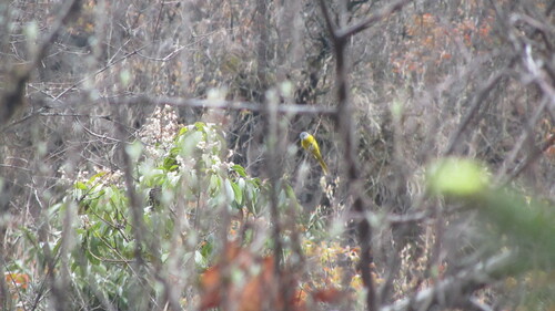Minivet rouge (Pericrocotus ethologus)