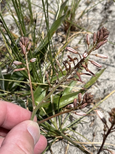 Trachyandra hirsuta
