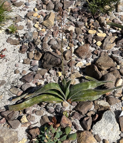 Trachyandra hirsuta