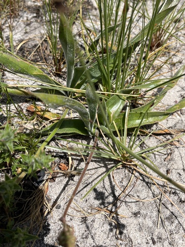 Trachyandra hirsuta