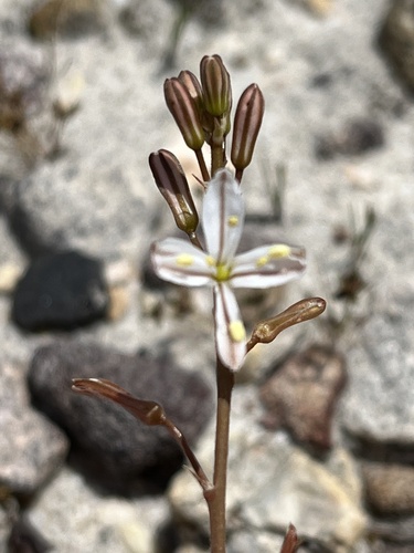 Trachyandra hirsuta