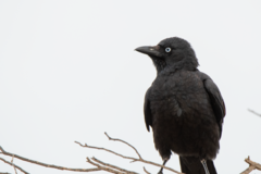Little Crow photo 1