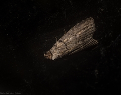 Calathusa hypotherma