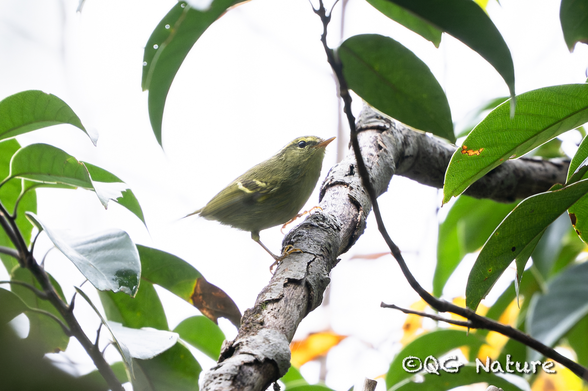 Hartert's Leaf Warbler (Phylloscopus goodsoni), photo 3