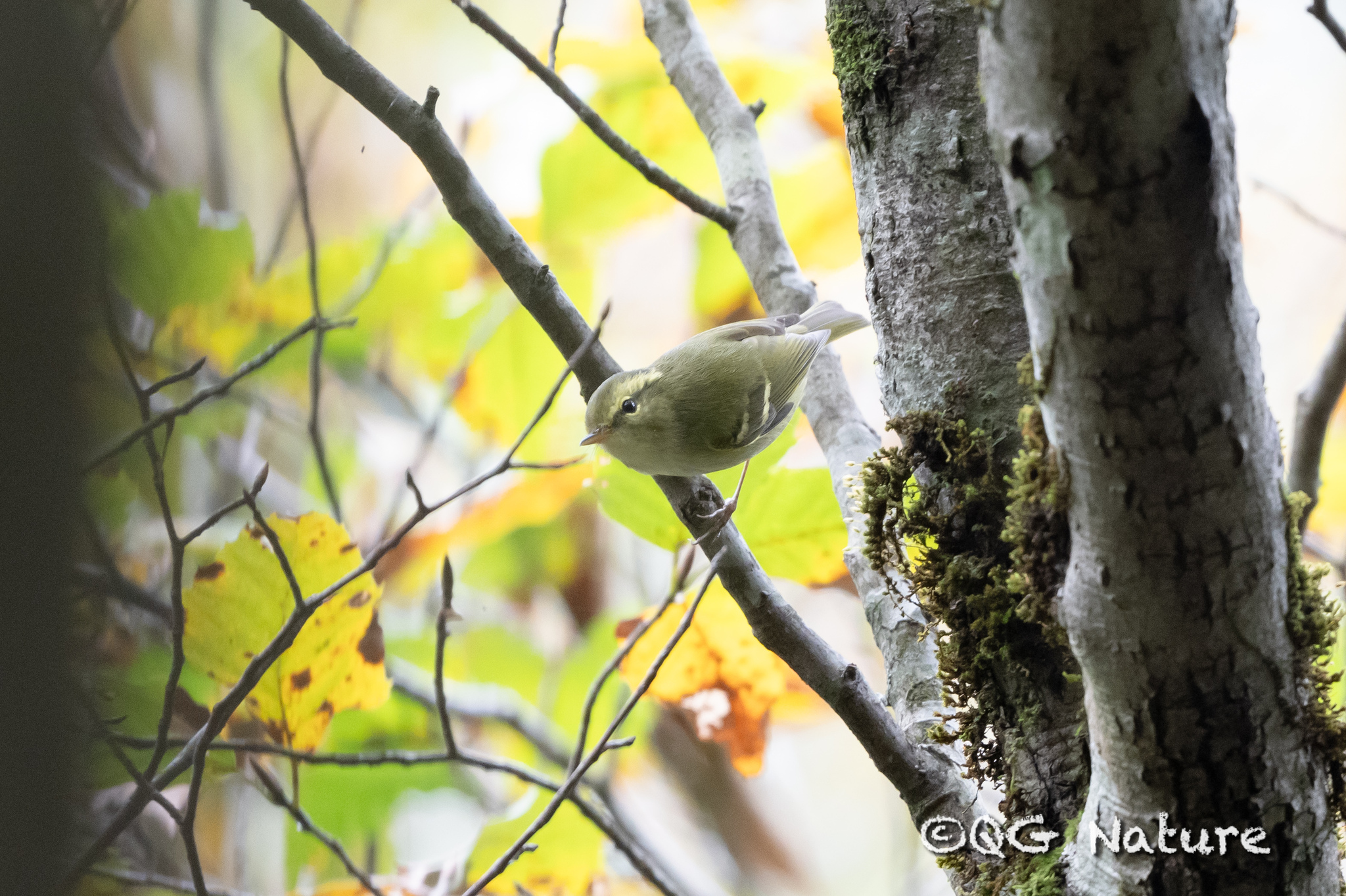 Hartert's Leaf Warbler (Phylloscopus goodsoni), photo 2