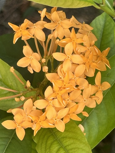 Ixora javanica observed 2024-10-22