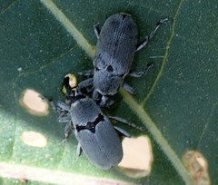 Trichobaris compacta