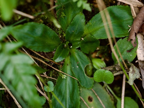 Chamaelirium japonicum, photograph 2