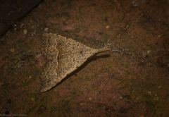 Trigonistis asthenopa