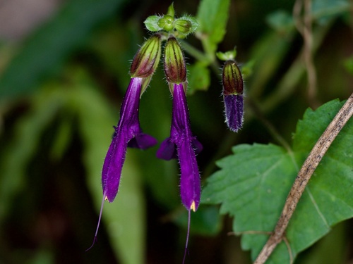 Kinki Autumn Sage (Salvia glabrescens)