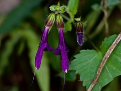 Salvia glabrescens