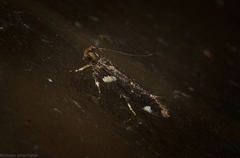 Macrobathra alternatella