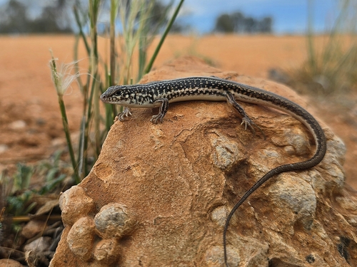 a Spotted Ctenotus, Ctenotus olympicus
