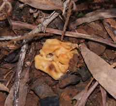 Hydnoplicata convoluta