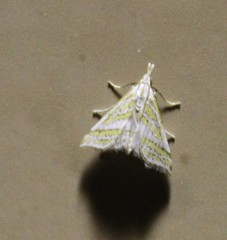 Leptosteges parthenialis