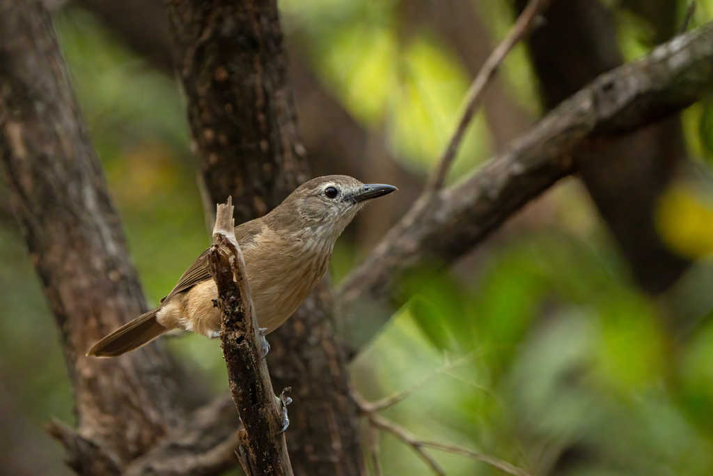Little Shrikethrush